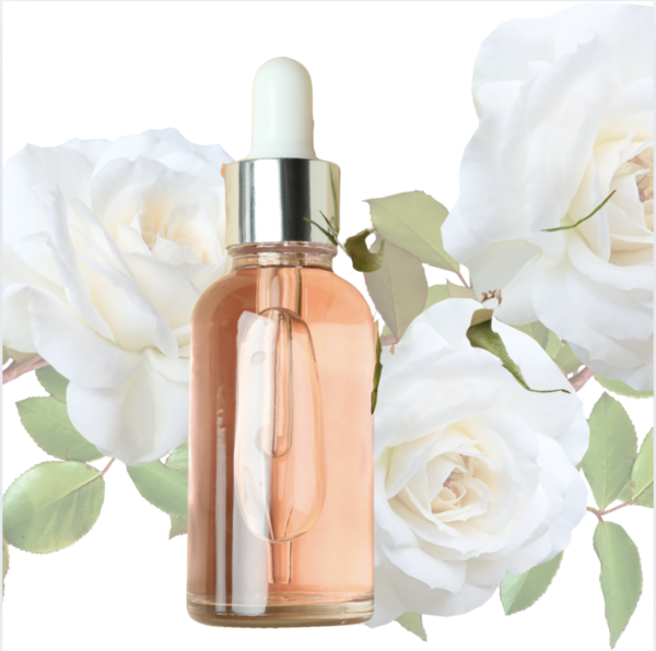 Rose Infused Oil - Blanc de Coubert by Spiritmoonwalker
